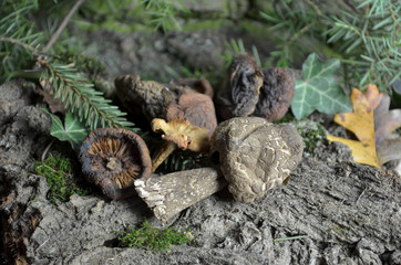 dried mushrooms bio organic