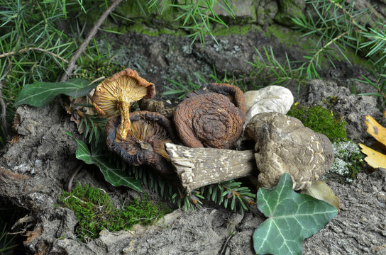 dried mushrooms 