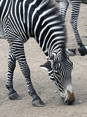 Grevy`s zebra. Latin name - Equus grevyi
