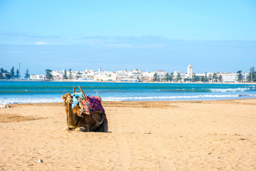 Camels on the beach in Essaouira - obrazy, fototapety, plakaty