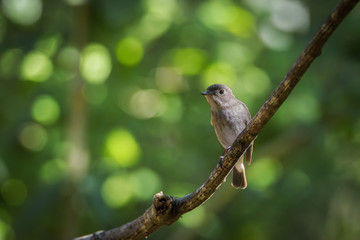 Asian brown flycatcher perching on tree branch with green bokeh background , Thailand