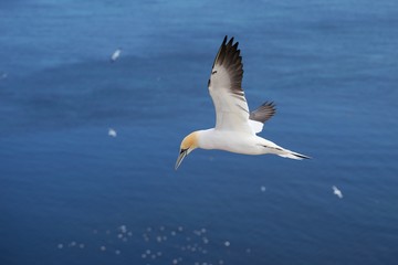 utiful Picture of flying Northern gannet over the ocean during the sunny summer day. Picture taken close the Helgoland island in the Nord sea where is biggest gannet colony in Europe.