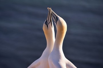 Lovely detail Picture of the two Northern gannets during the nesting season on the nest. Picture is taken during the sunny sunset on the german Helgoland island in Nord sea in biggest gannet colony.