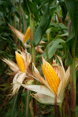 A corn in field before harvest.