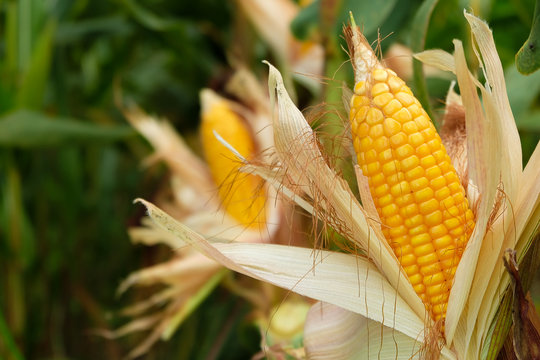 A corn in field before harvest.