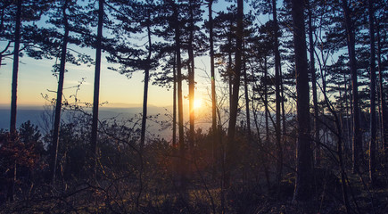 Fototapeta na wymiar sun rays between trees in forest 