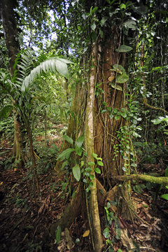 Fototapeta Tropischer Regenwald (Primärwald) in Honduras