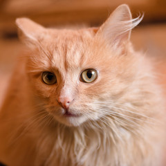 Portrait of a red cat.Animal is depicted closeup the full face. In the home of life. Interior decoration.