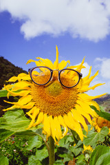 Close-up sunflower and blue sky