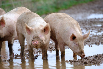 Schweine in Freilandhaltung - Biofleisch