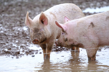 Schweine in Freilandhaltung - Biofleisch