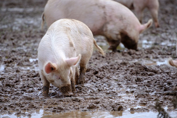 Schweine in Freilandhaltung - Biofleisch