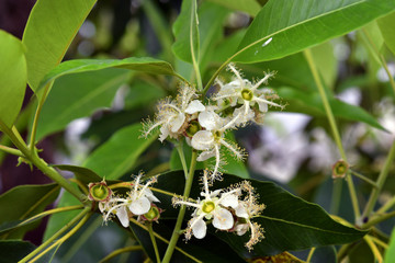 Australia,  Botany, flowering tree