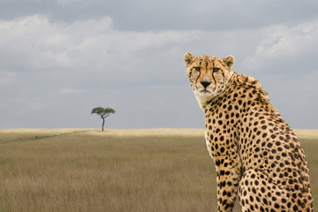 Cheetah on a termite mound, Masai Mara, Kenya