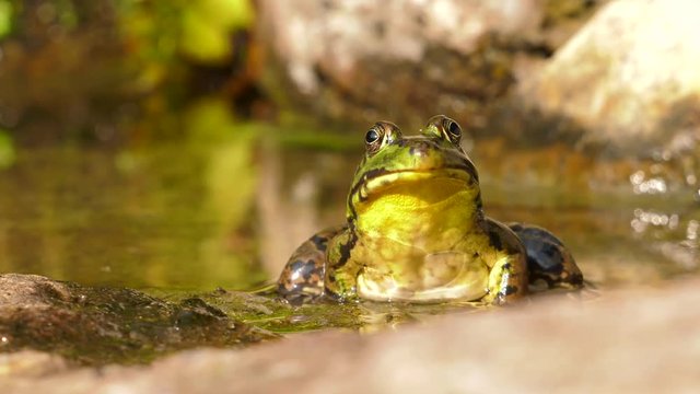 giant frog sitting in sunny water 4k close up slow motion