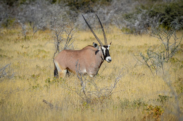 Oryx Antilope