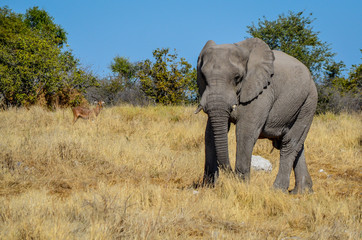Fototapeta na wymiar Afrikanischer Elefant / Etosha Nationalpark, Namibia