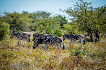 Zebras