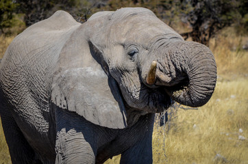 Afrikanischer Elefant / Etosha Nationalpark, Namibia