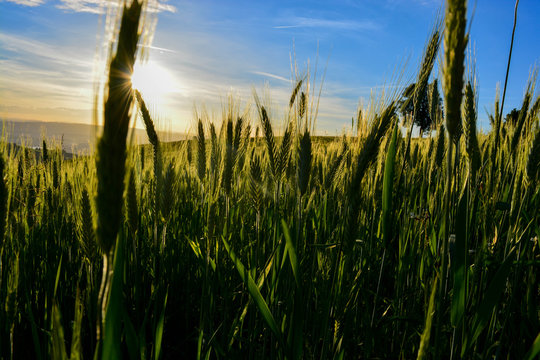 summer field