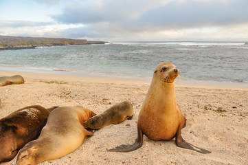 Sea lion family, Loberia Beach, Galapagos Islands, Ecuador