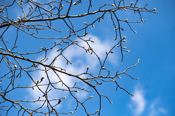 Fototapeta na wymiar 春を待つ猫やなぎの芽と枝が青空に映る