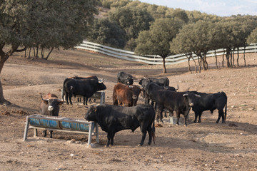 Herd of bulls5