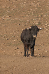 Bull looking4