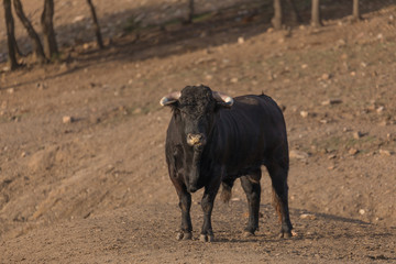 Bull looking3