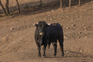 Bull looking2