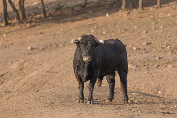 Bull looking