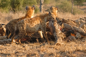 Hyenas on a giraffe carcass, Kruger National Park, South Africa