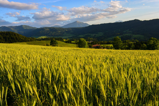 Aussicht vom Gubel Richtung Rigi