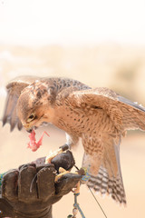 Peregrine falcon - Dubai Desert Conservatio Reserve - Al Maha - UAE