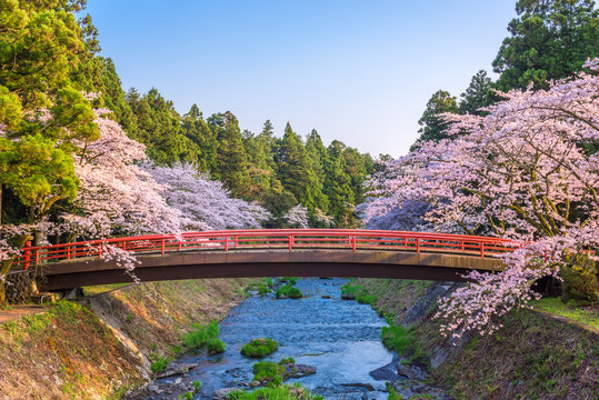 Fototapeta Spring in Japan