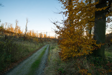Walkway in forest in colorful autumn, Little Carpathian, Slovakia, Europe