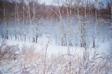 Foto auf Leinwand Winter forest with snow © maria_lh
