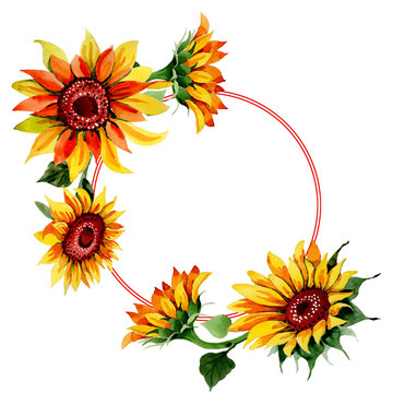 Wildflower sunflower flower wreath in a watercolor style. Full name of the plant: sunflower. Aquarelle wild flower for background, texture, wrapper pattern, frame or border.