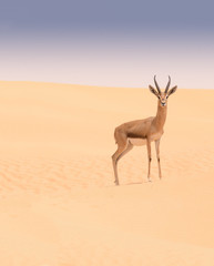 Arabian gazelle, Dubai Desert Conservation Area, UAE