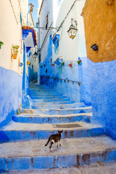 Cat in the street of Chefchaouen, Morocco