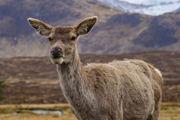 Deer eating lettuce with a closed mouth