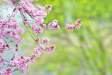 Blüte rosa Kirsche japanisch im Frühling