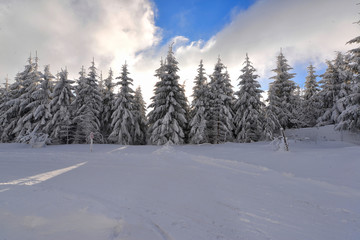 Fototapeta na wymiar Winterwald Märchenwald tief verschneit