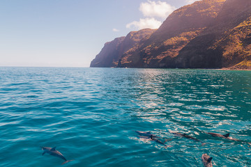 Naklejka premium Beautiful dolphins swimming in the waves by the Na Pali cliffs near Kauai island. Hawaii Pacific Ocean wildlife scenery. Marine animals in natural habitat.