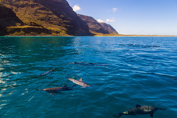 Fototapeta premium Beautiful dolphins swimming in the waves by the Na Pali cliffs near Kauai island. Hawaii Pacific Ocean wildlife scenery. Marine animals in natural habitat.