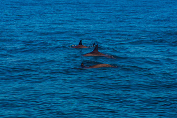Beautiful dolphins swimming in the waves by the Na Pali cliffs near Kauai island. Hawaii Pacific...