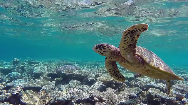 Hawksbill sea turtle swims foraging in the coral reef