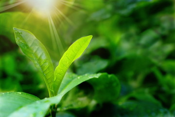 Closeup green leaves of tree have droplet of water on them with flare sun light look fresh have copy space for put text