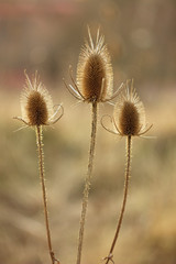 Dry thistle, common thistle, on spring - autumn background.