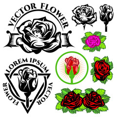 set of vector monochrome and color illustrations with roses